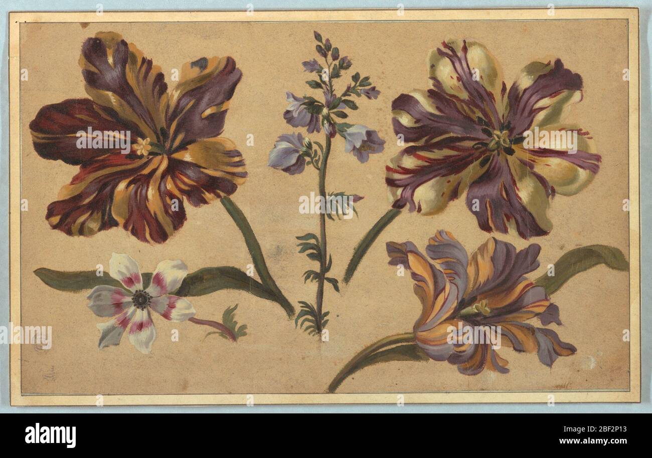 Floral specimens identification hi-res stock photography and images - Alamy