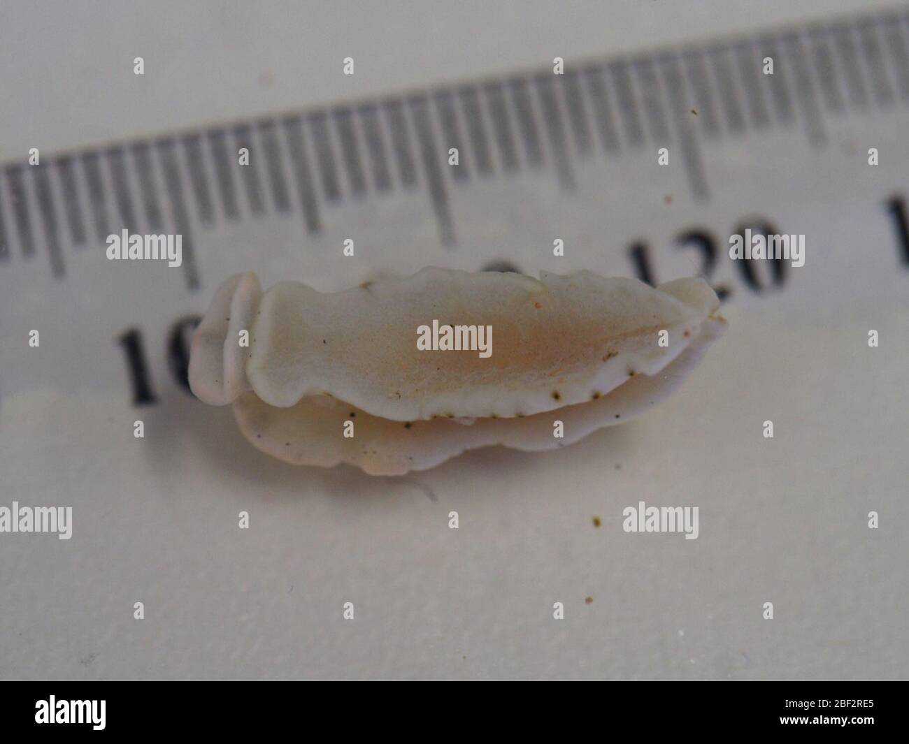 Dermatobranchus sp. Photo Identifier: IN FOLDER; Photographer: ? Permit # N/A Sequences: N/A; Transcriptome: Sequenced; Genome: N/A ID#1361, Separate photos in e-mail21 Sep 20181 Stock Photo
