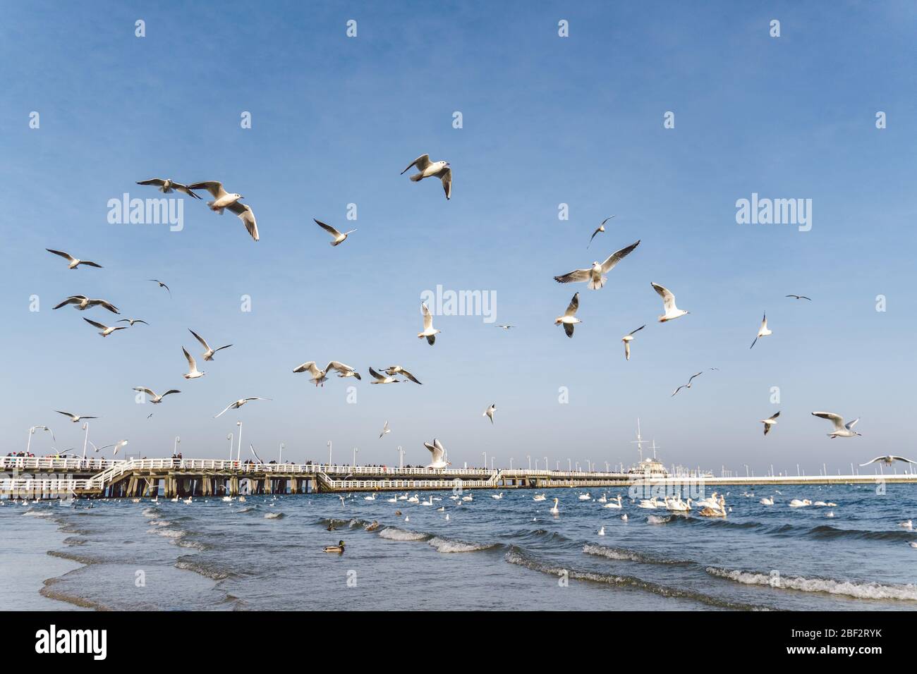 Swans and seagulls at the Baltic sea beach in Sopot, Poland. Seabirds winter in the open sea bay. Swans on winter sea Stock Photo