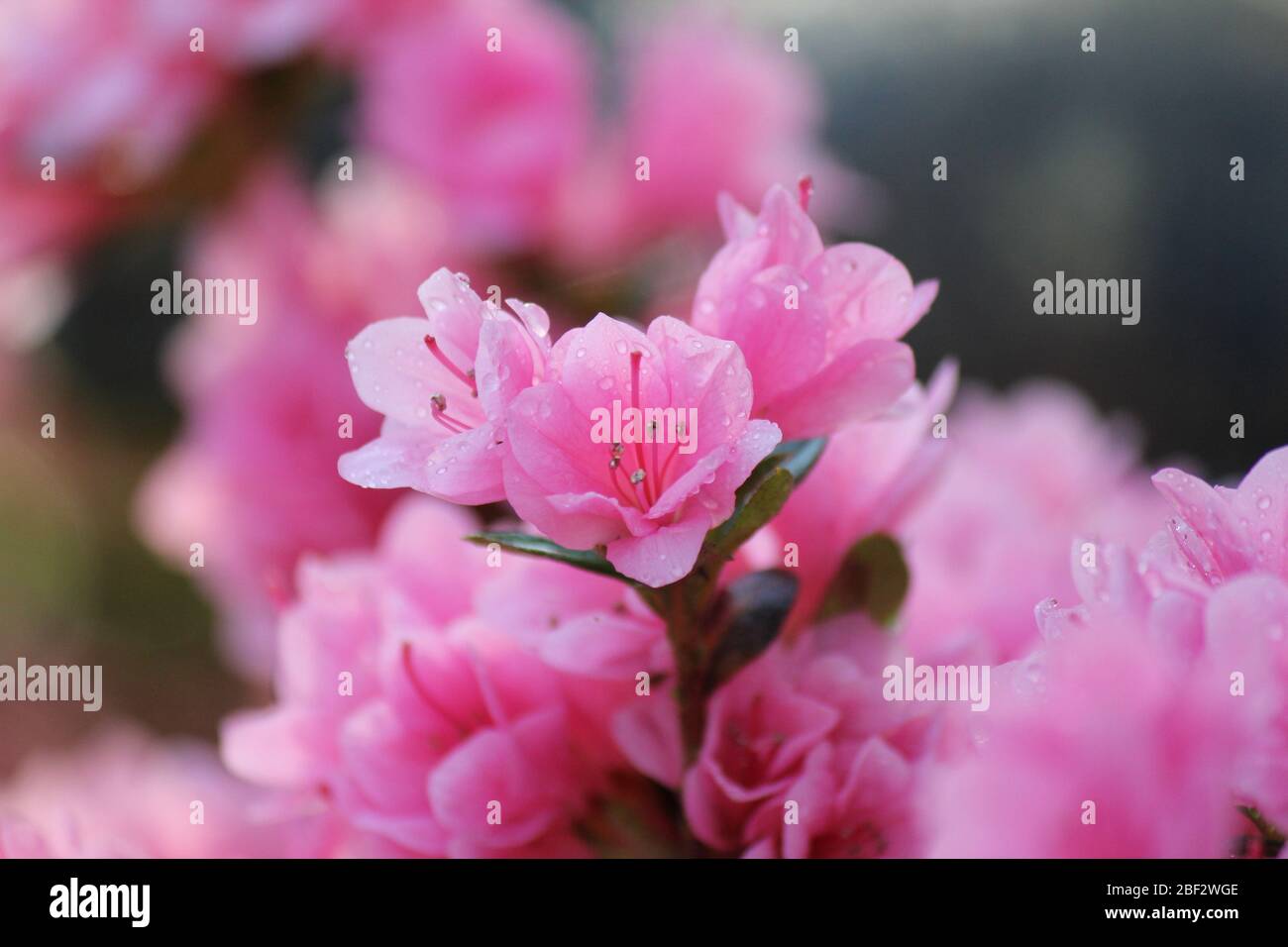 Springtime blooming of dwarf pink azaleas Stock Photo