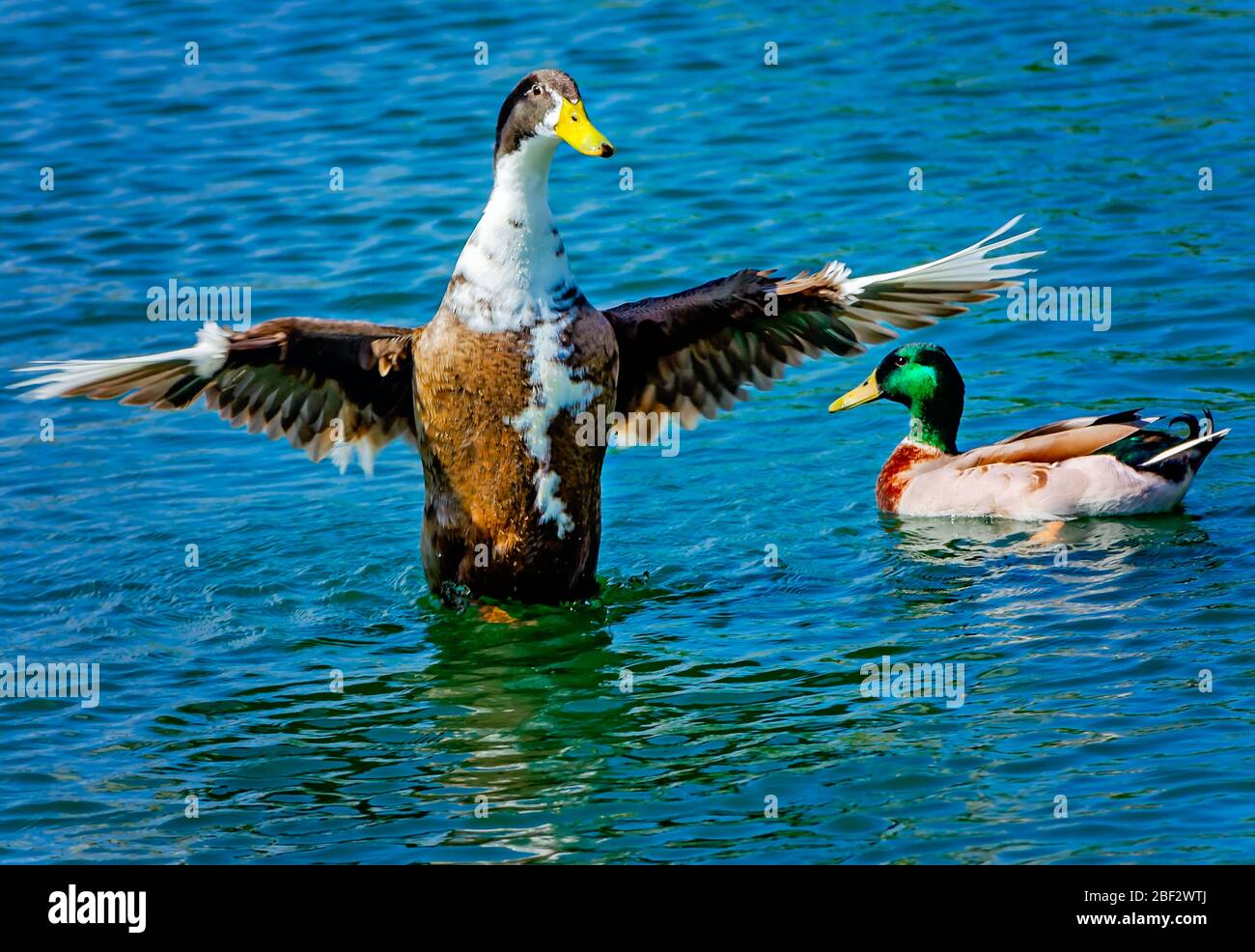 A mallard duck spreads its wings as another mallard swims beside it, March 26, 2020, in Pascagoula, Mississippi. Stock Photo