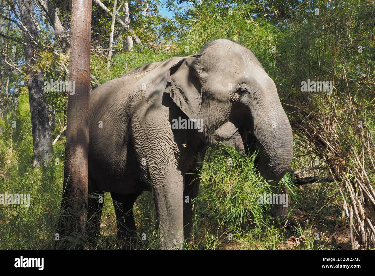 Feeding Wild Female Asian Elephant in Yok Don National Park, Vietnam