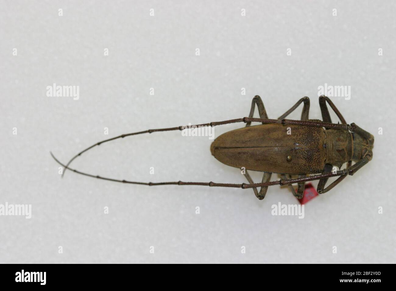 Batocera hi-res stock photography and images - Alamy