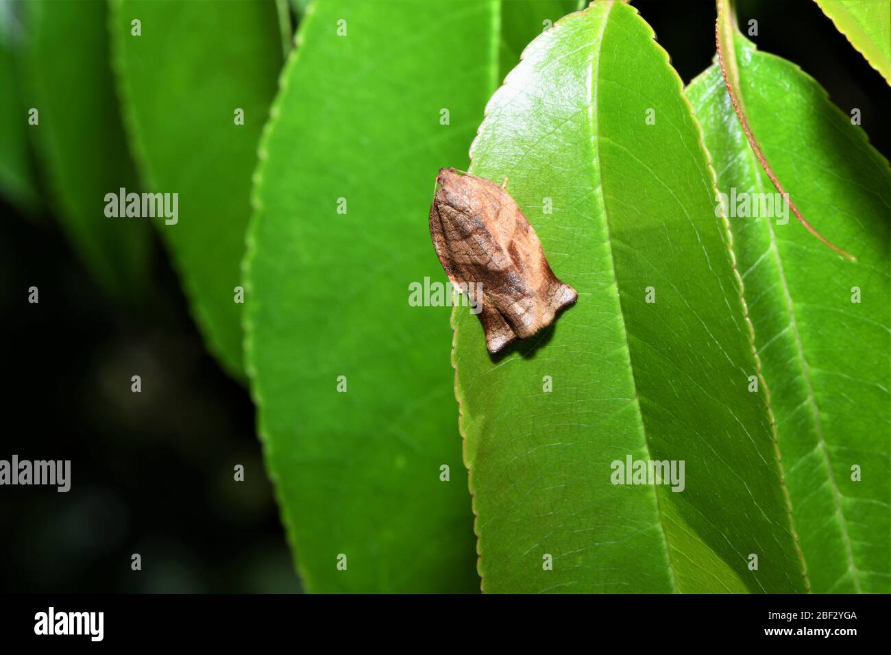 Small brown flying insect. Stock Photo