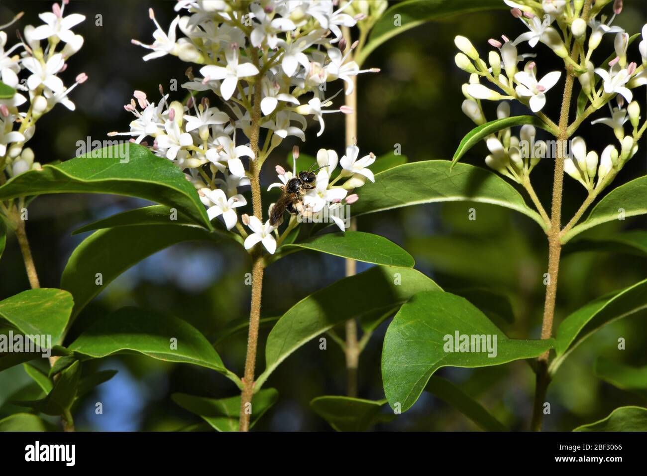Pollen gathering hi-res stock photography and images - Alamy