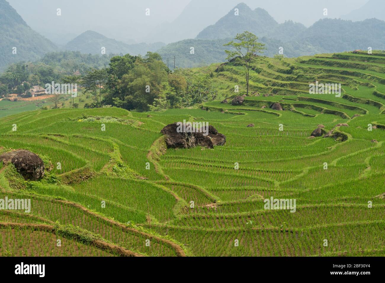 Rice terraces at Pù Luông Nature Reserve, Vietnam Stock Photo