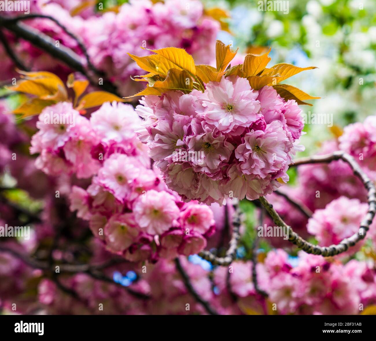 Beautiful cherry blossoms in full bloom in spring season Stock Photo ...