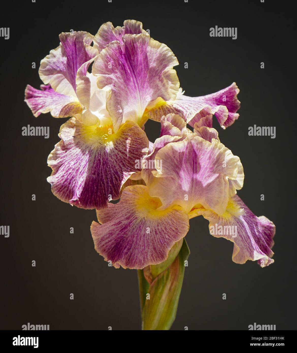Close up of an iris flower stalk that beautifully combines the brilliance of magenta with the iridescence of yellow. Stock Photo