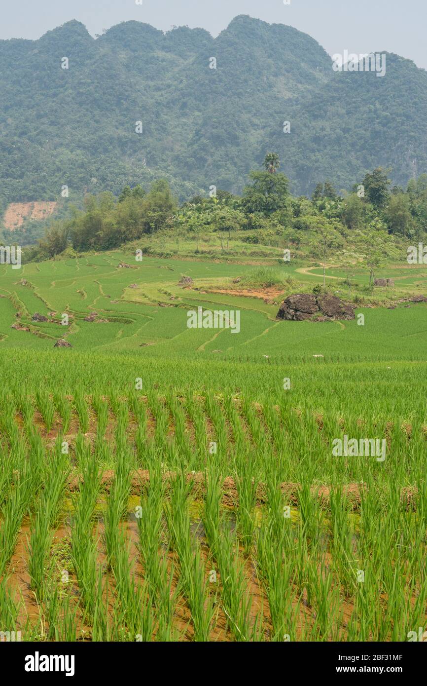 Rice terraces at Pù Luông Nature Reserve, Vietnam Stock Photo