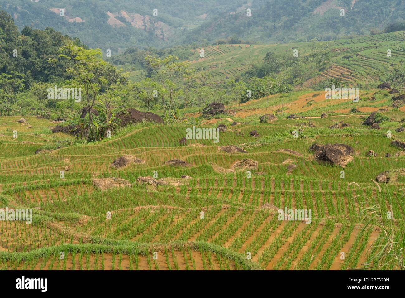 Newly planted rice terraces at Pu Luong Nature Reserve, Vietnam Stock Photo