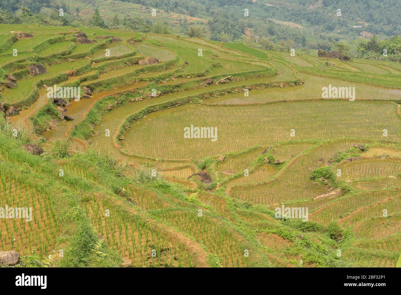 Newly planted rice terraces at Pu Luong Nature Reserve, Vietnam Stock Photo