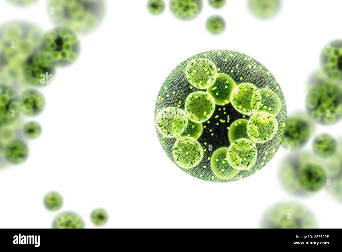 Green single cell chlorella algae microscopic conceptual 3D illustration Stock Photo Alamy