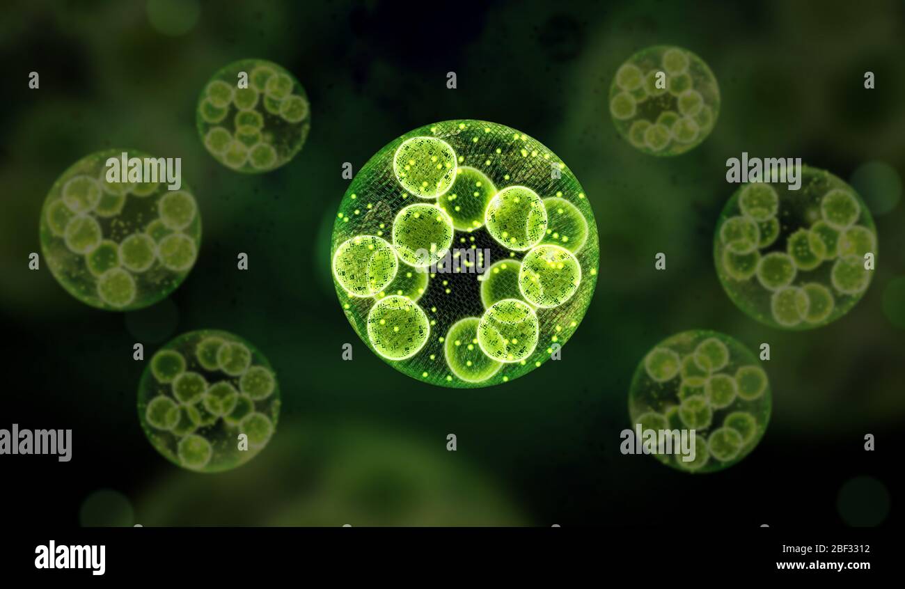Green single cell chlorella algae microscopic conceptual 3D illustration Stock Photo Alamy