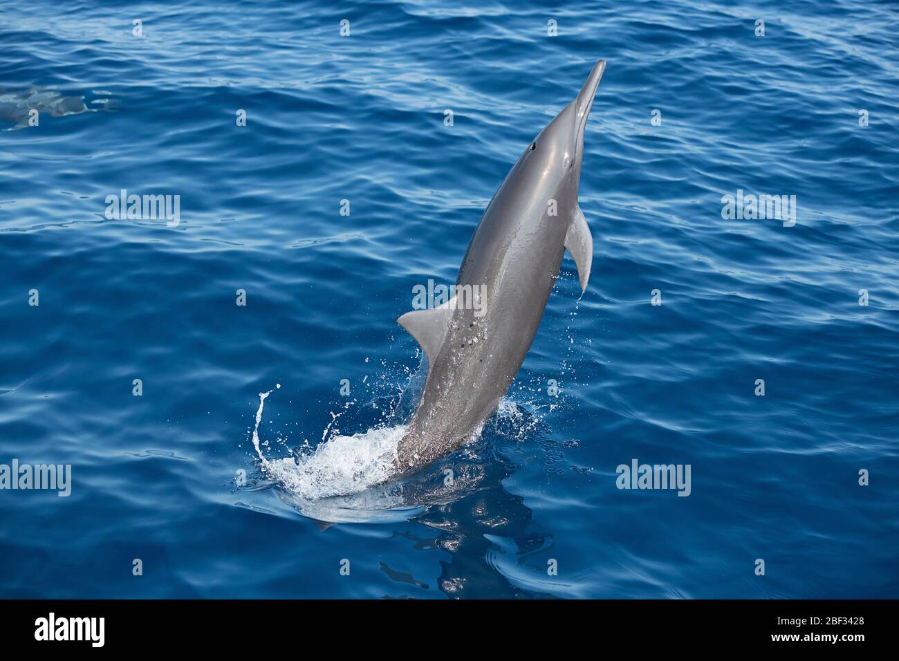 eastern spinner dolphin, Stenella longirostris orientalis, jumping, offshore from southern Costa Rica, Central America ( Eastern Pacific Ocean ) Stock Photo