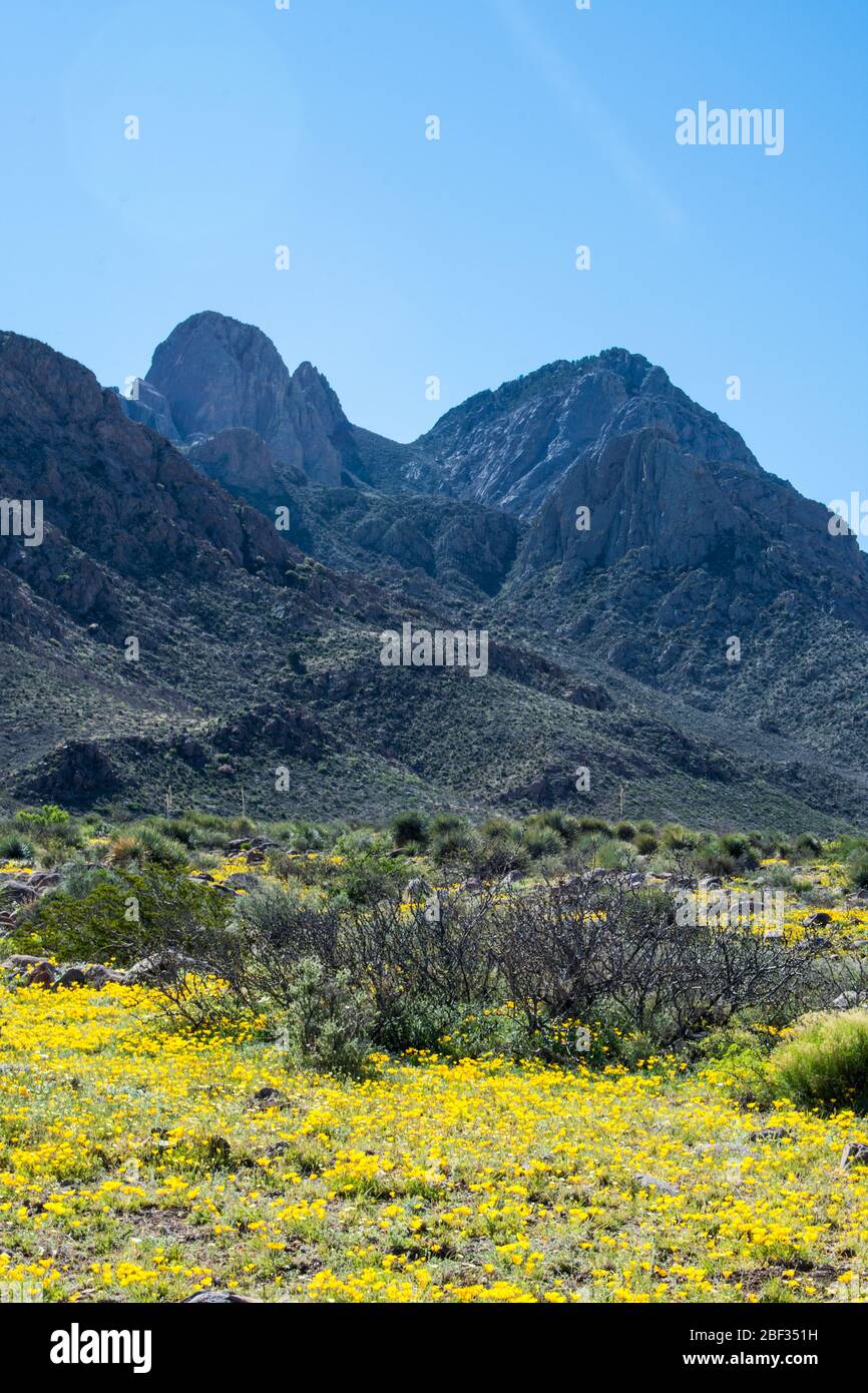 Desert poppies in the spring, Las Cruces NM #8088 Stock Photo