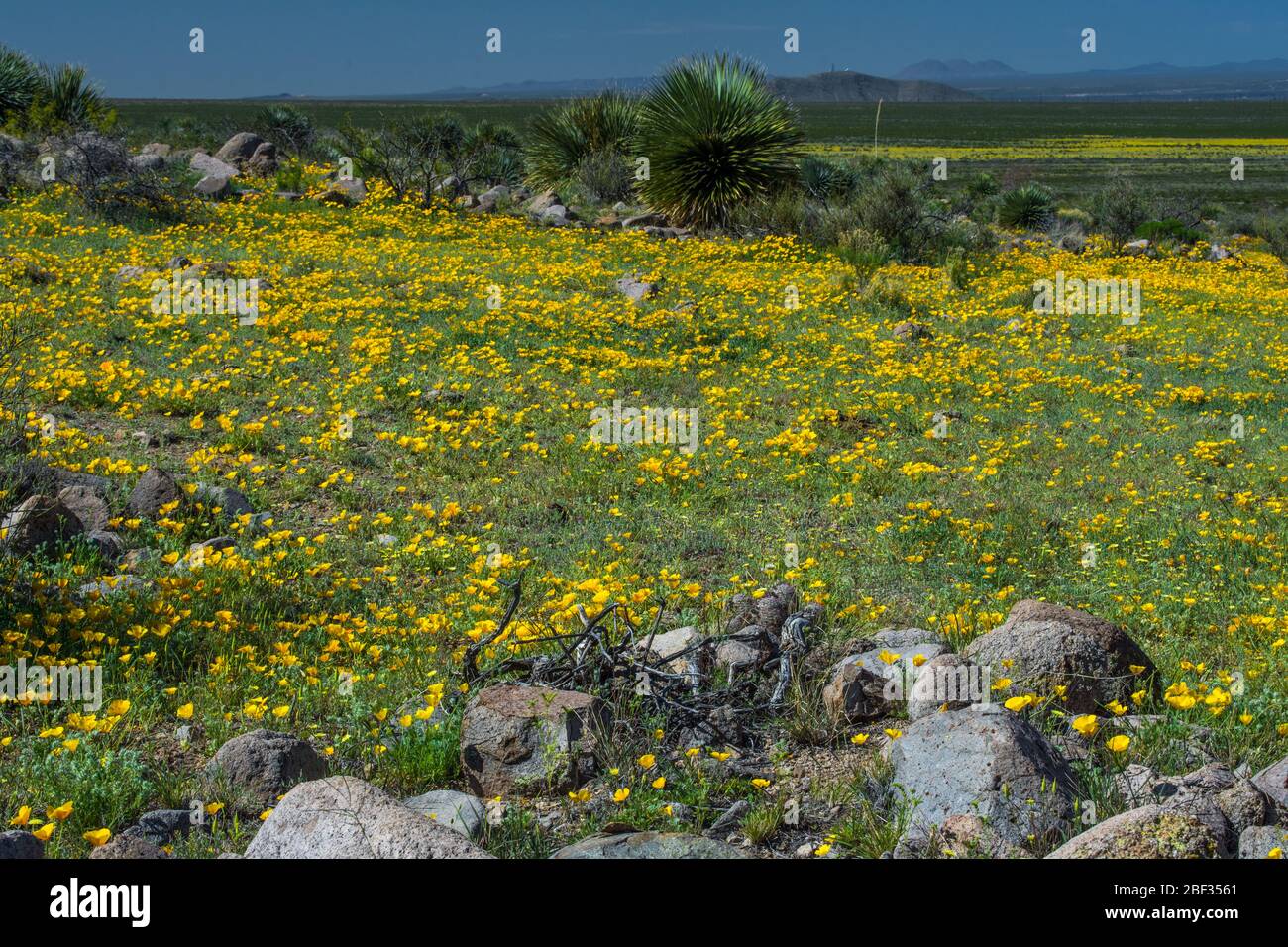 Desert poppies in the spring, Las Cruces NM #8095 Stock Photo
