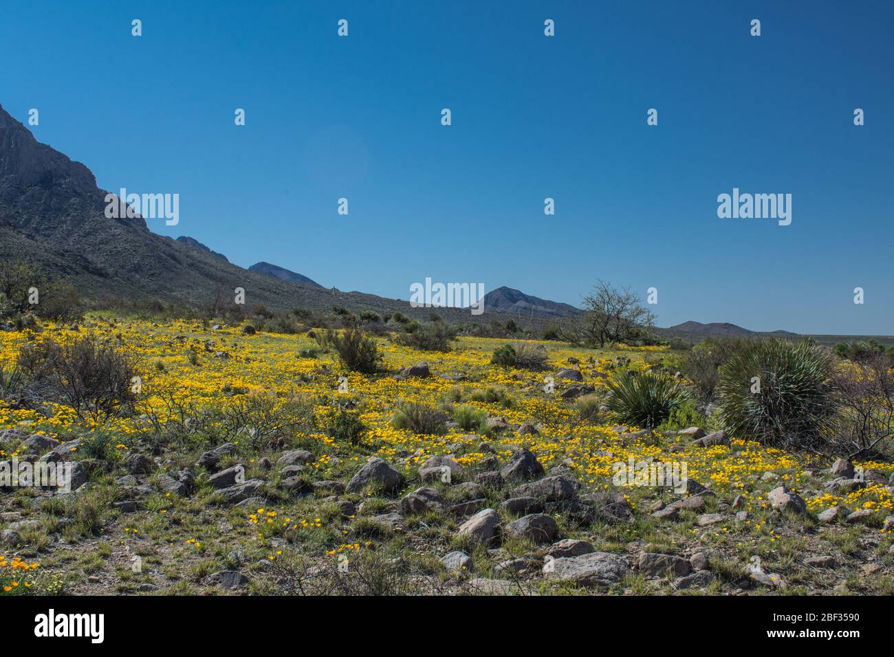 Desert poppies in the spring, Las Cruces NM #8097 Stock Photo