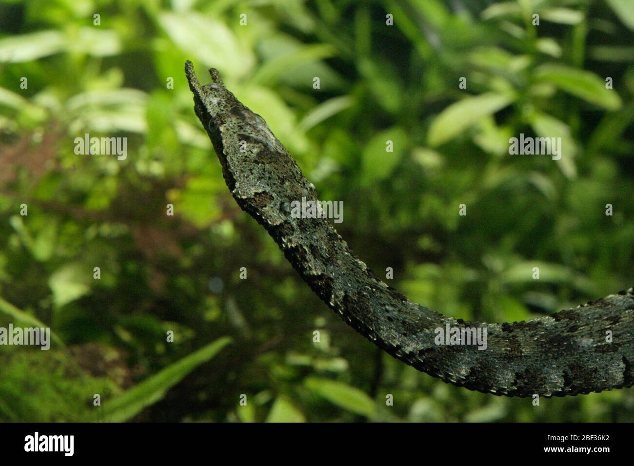 Erpeton tentaculatus hires stock photography and images Alamy