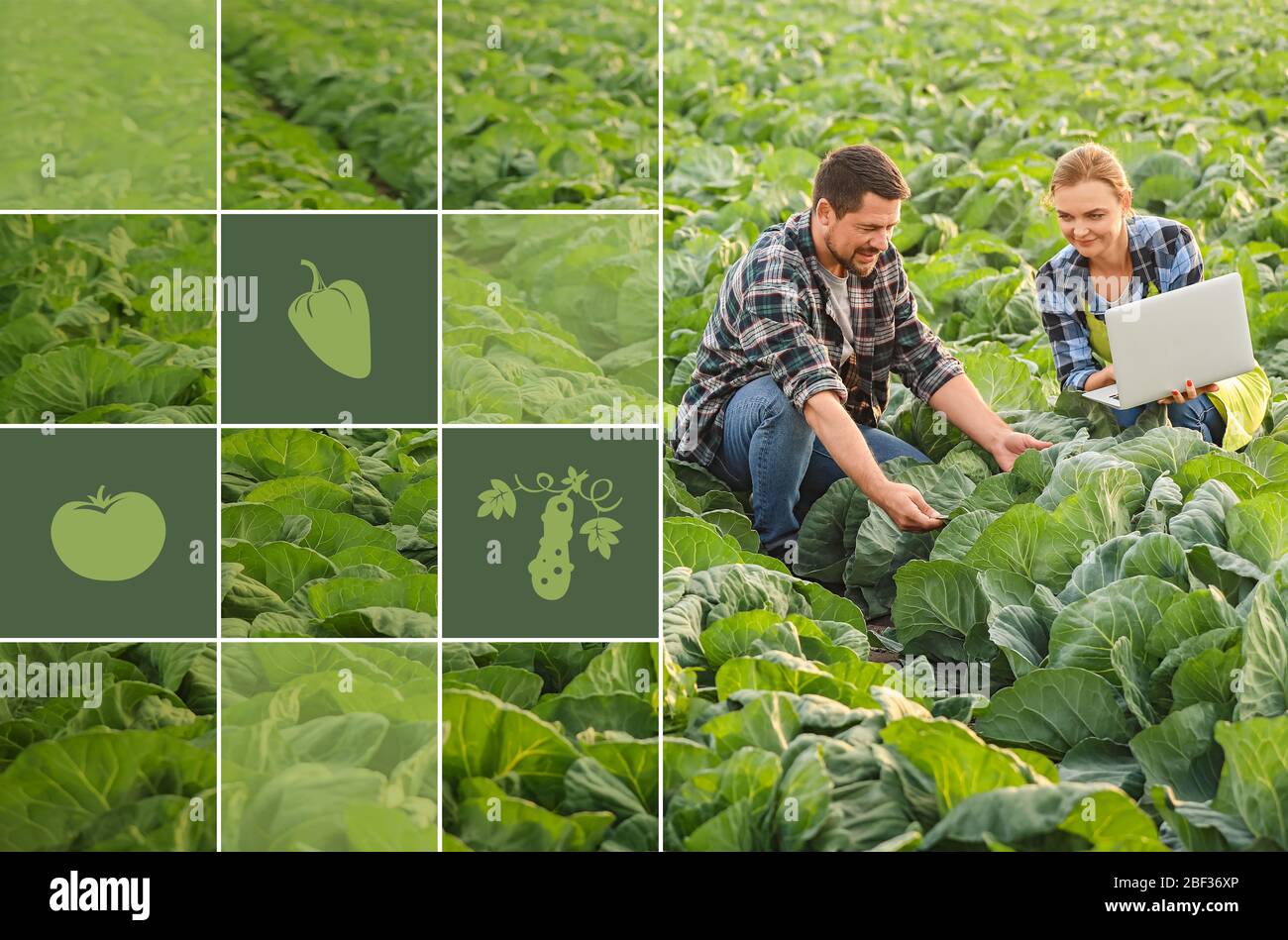 Agricultural engineers working in field. Smart farming and digital