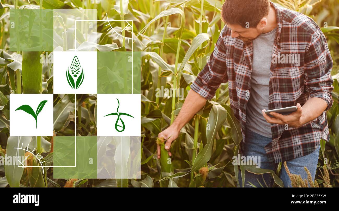 Male agricultural engineer working in field. Smart farming and digital