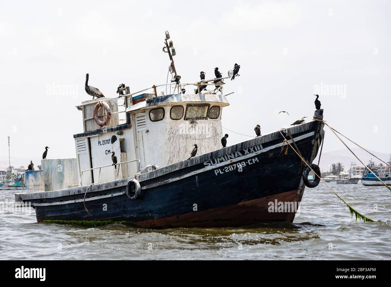 Birds occupying fishing boat Stock Photo Alamy