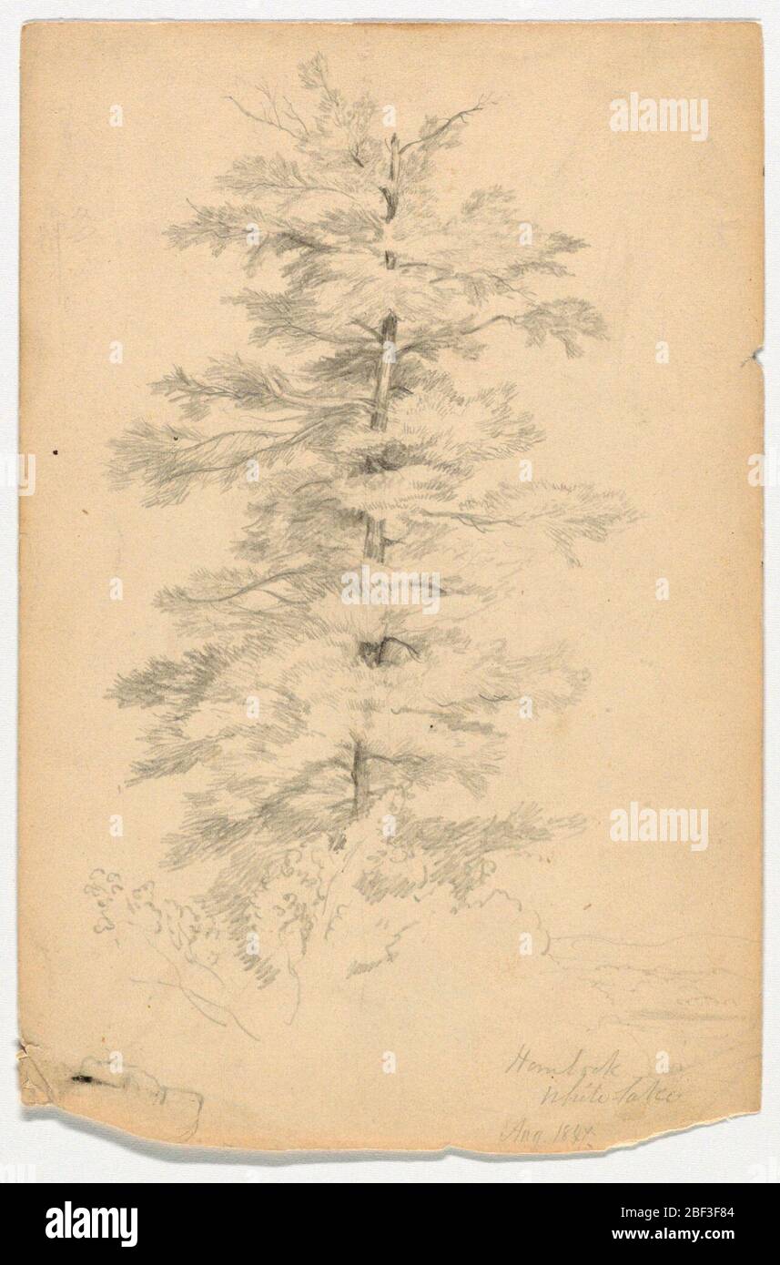 Study of Hemlock near White Lake. Tree rising above bushes, with a view of the lake, at lower right. Stock Photo