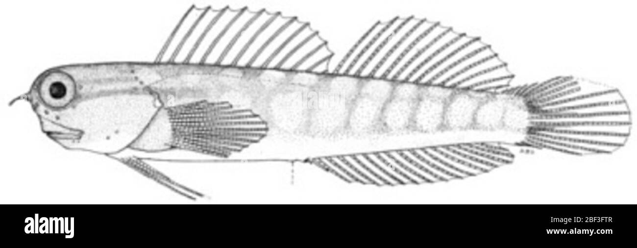 Ecsenius opsifrontalis Chapman Schultz. 31 mm sl.23 Mar 20201 Stock Photo