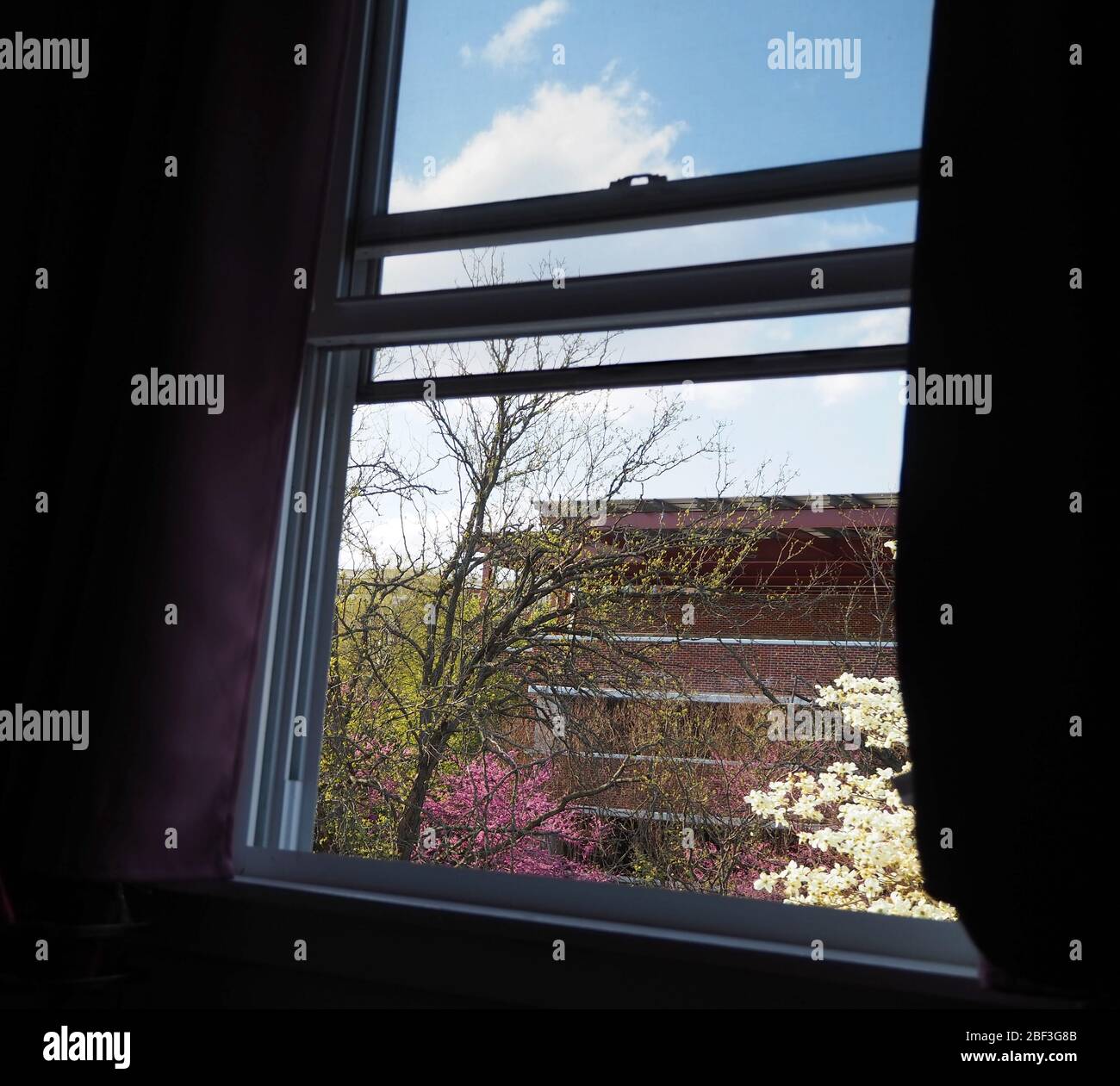 Trees beginning to bloom in spring viewed through the window of a dark room during a stay at home, quarantine order. Stock Photo