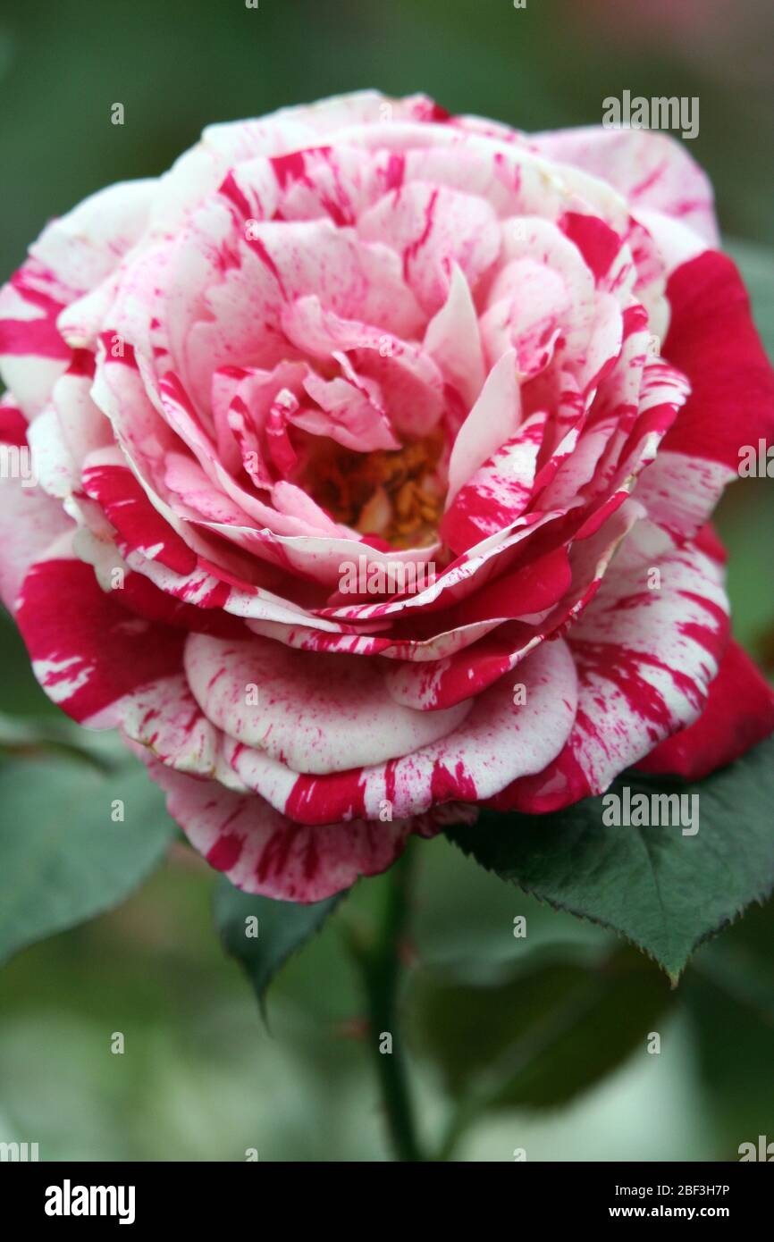 CLOSE-UP OF A BEAUTIFUL RED AND WHITE ROSE (ROSA) Stock Photo
