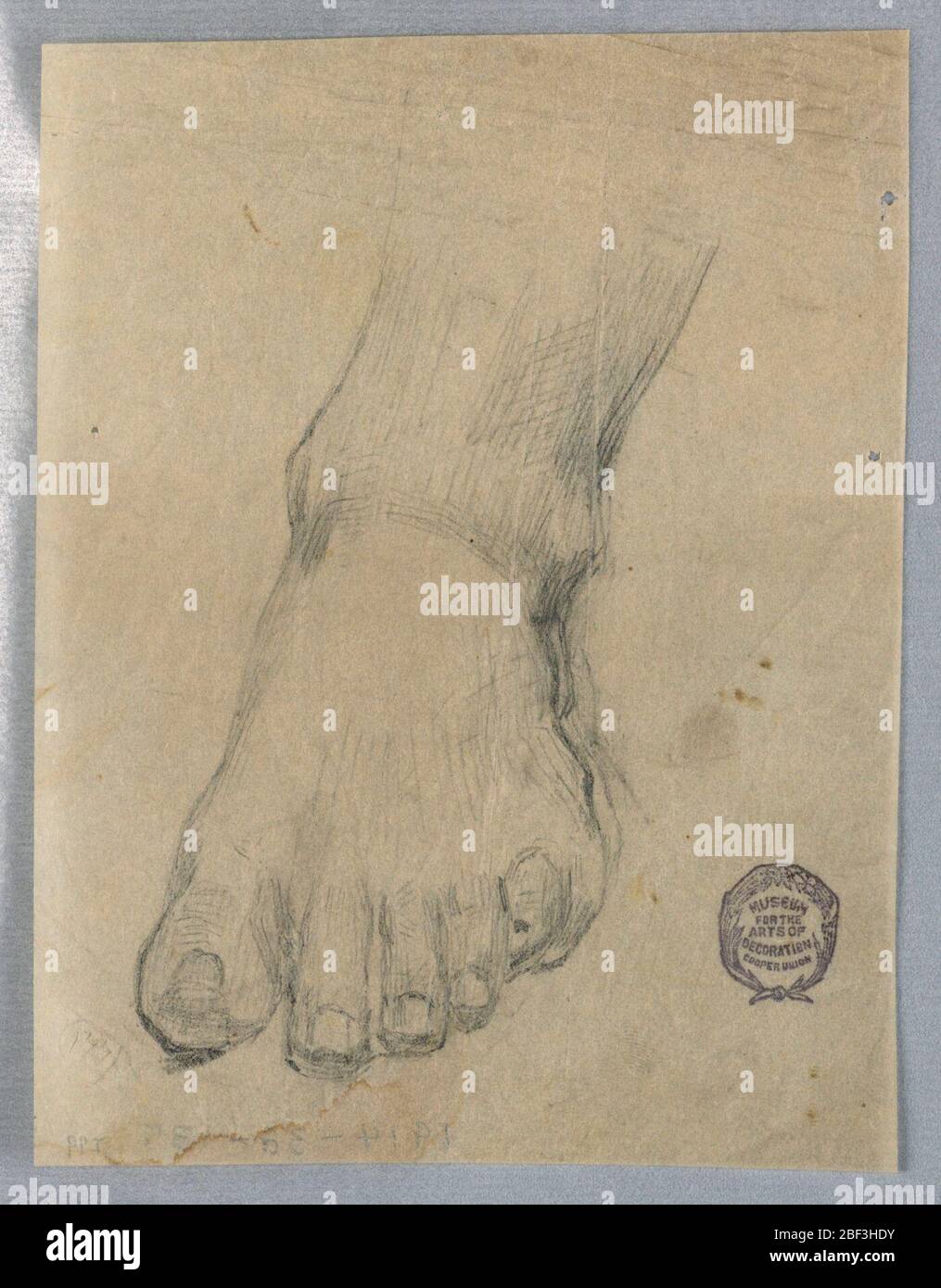Study for a Foot. A left foot and ankle, seen from the front. Stock Photo