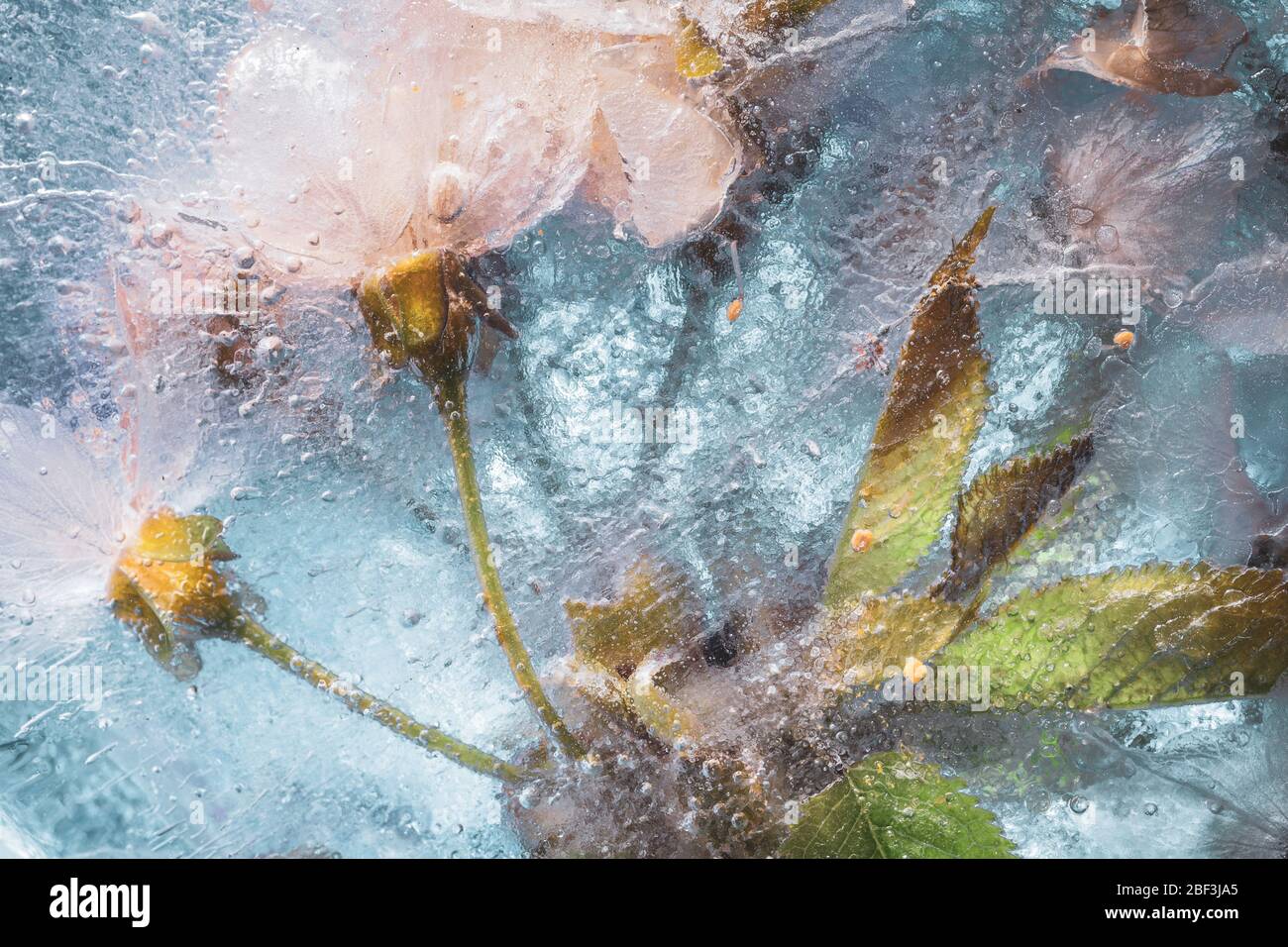Ice freeze white cherry blossom- rich in texture creative spring background Stock Photo