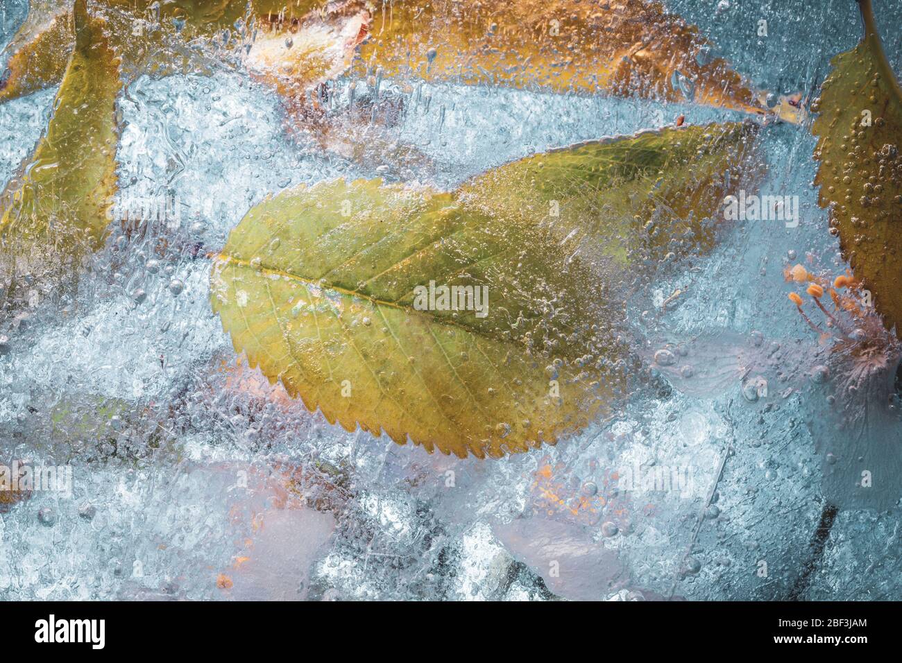 Ice freeze fresh green cherry leaf - rich in texture creative spring background Stock Photo