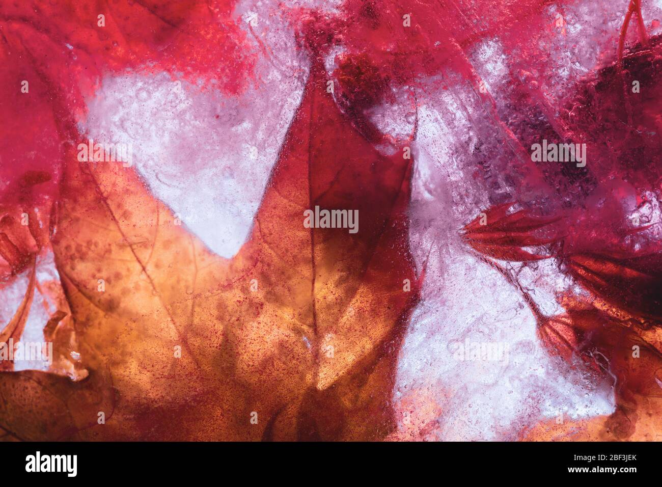 Maple leaves freeze plate in red-yellow tones: creative background Stock Photo