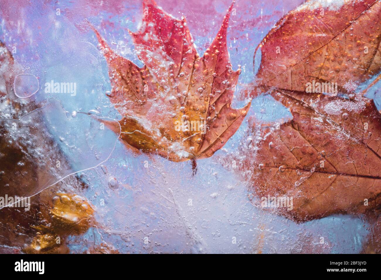 Maple leaves freeze plate in red-yellow tones: creative background Stock Photo
