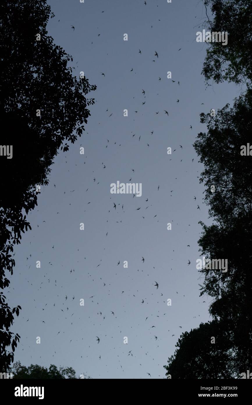 Hundreds of thousands of Cave Swifts retuning to roost in Tham Lod, Thailand Stock Photo