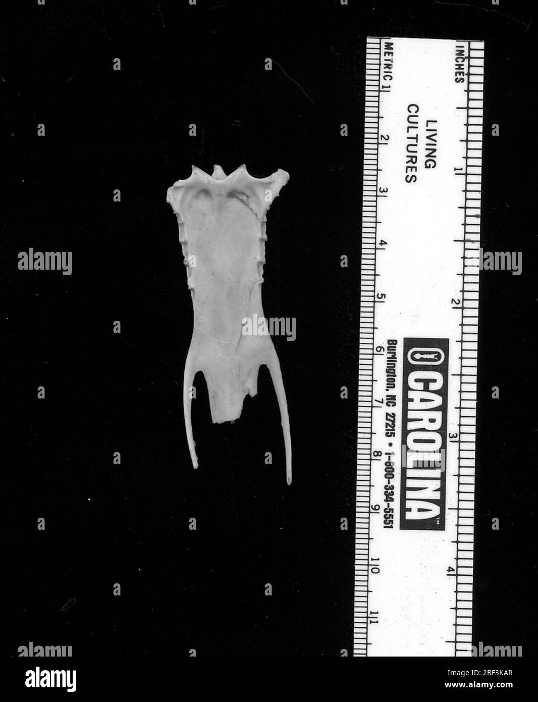 Himantornis haematopus hires stock photography and images Alamy