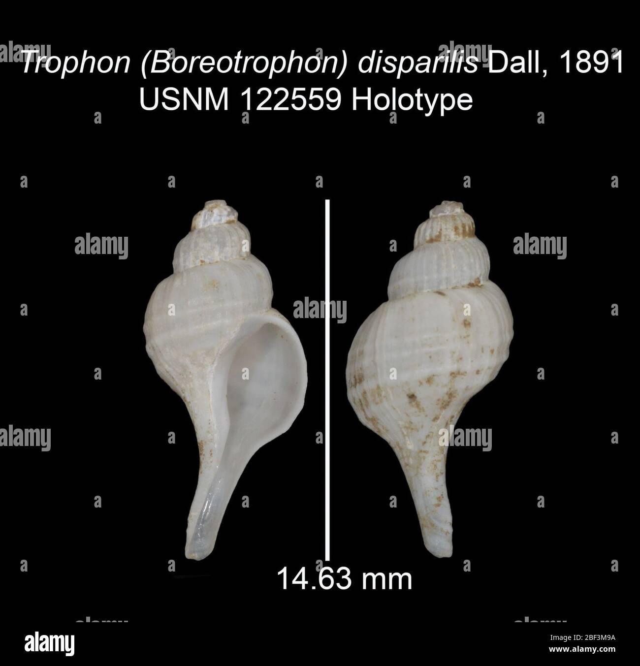 Trophon Boreotrophon disparilis. 7 Mar 201630481 Stock Photo