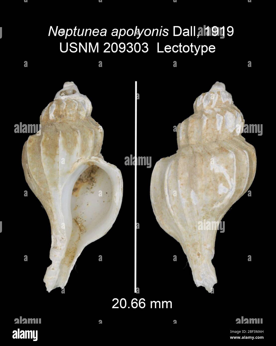 Neptunea hi-res stock photography and images - Alamy