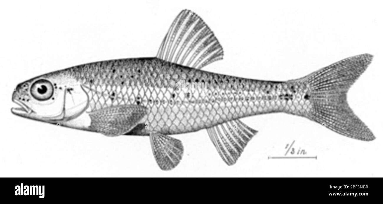 Notropis chihuahua Woolman. 9 of 10 original specs. removed to USNM 219567. Designated lectotype by Jordan, D. S. and B. W. Evermann. 1896. The fishes of north and middle America. U. S. National Museum Bulletin. No. 47, p. 265, pl. 46, fig. 116.31 May 20161 Stock Photo