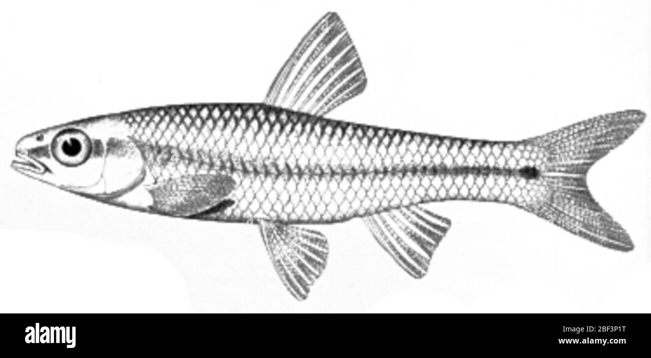 Notropis nux. Drawn lectotype designation by evermann, b. w. and w. c. kendall, 1894. the fishes of texas and the rio grande basin, considered chiefly with reference to their geographic distributuion. bulletin of the united states fish commission for 1892, vol. 12. type status confirmed by c. Stock Photo