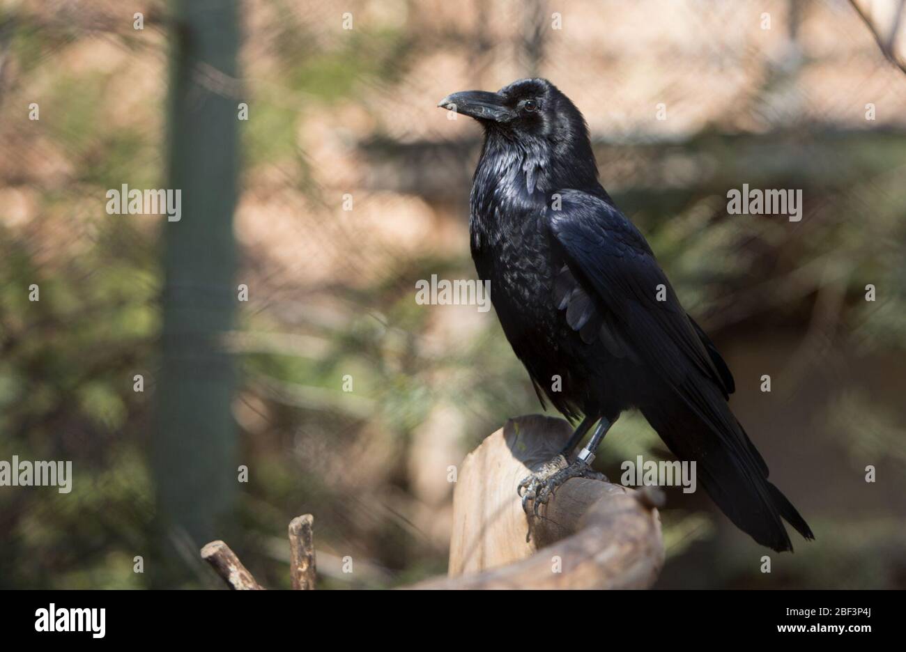 Common Raven. American Trail,Bird,Class: Aves,Common Raven,Family: Corvidae,Genus: Corvus,Kingdom: Animalia,Order: Passeriformes,Perching Bird,Phylum: Chordata,Raven,Species: corax Stock Photo