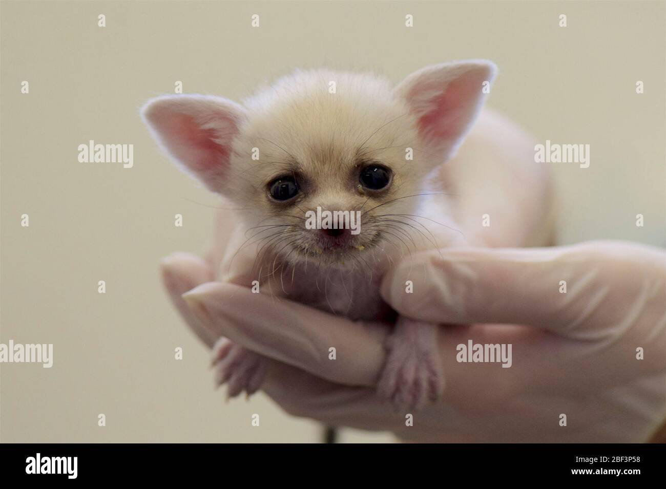 Fennec Fox. Fennec Fox,SMH,Small Mammal House,Species zerda,Genus