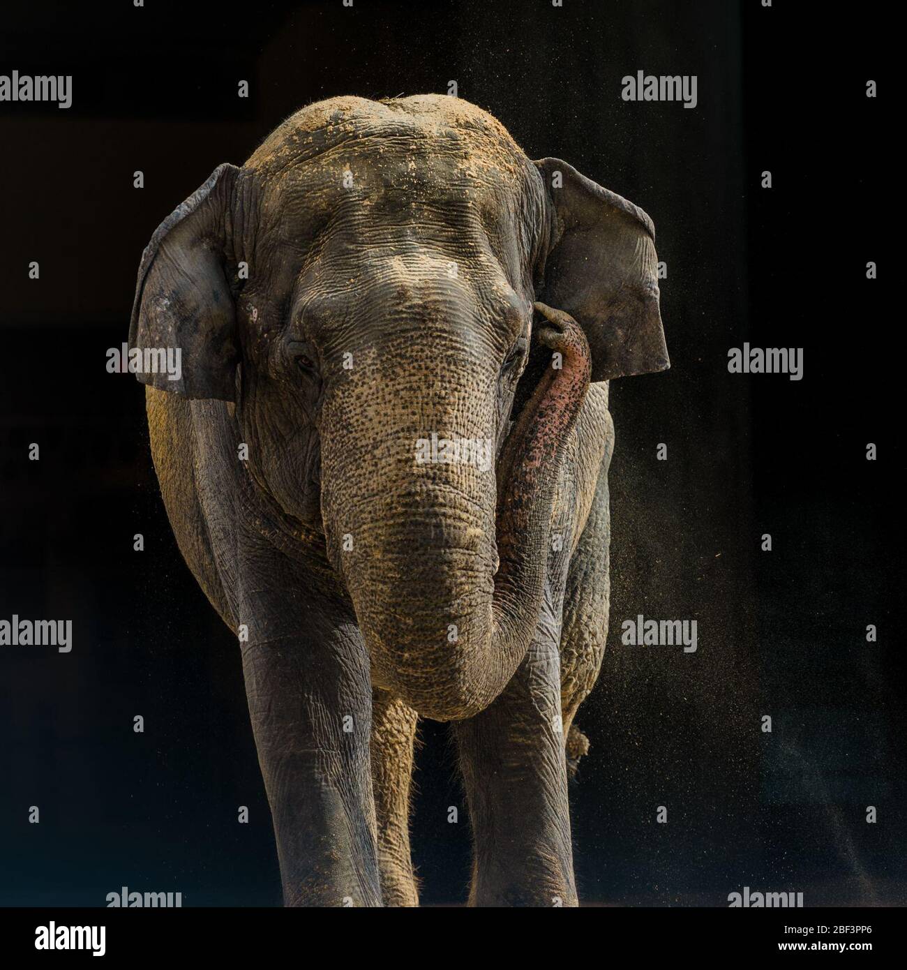 Asian Elephant. Species: maximus,Genus: Elephas,Family: Elephantidae,Order: Proboscidea,Class: Mammalia,Phylum: Chordata,Kingdom: Animalia,Asian Elephant,Elephant,Shanthi,female Stock Photo