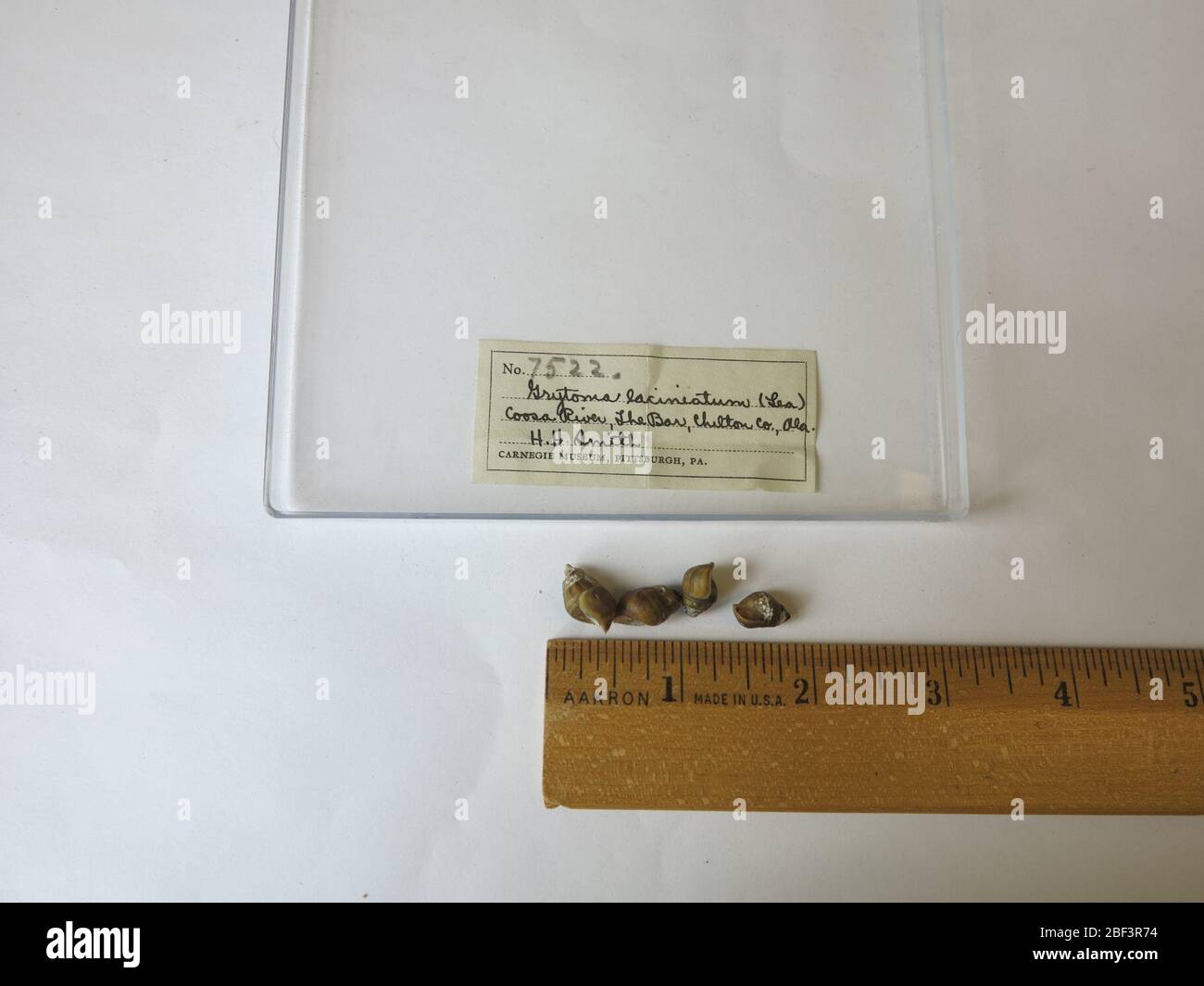 Gyrotoma excisum. exchange Carnegie Museum12 Jul 201847 Stock Photo