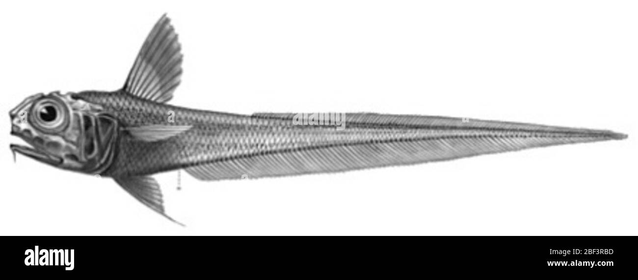 Torvus hi-res stock photography and images - Alamy