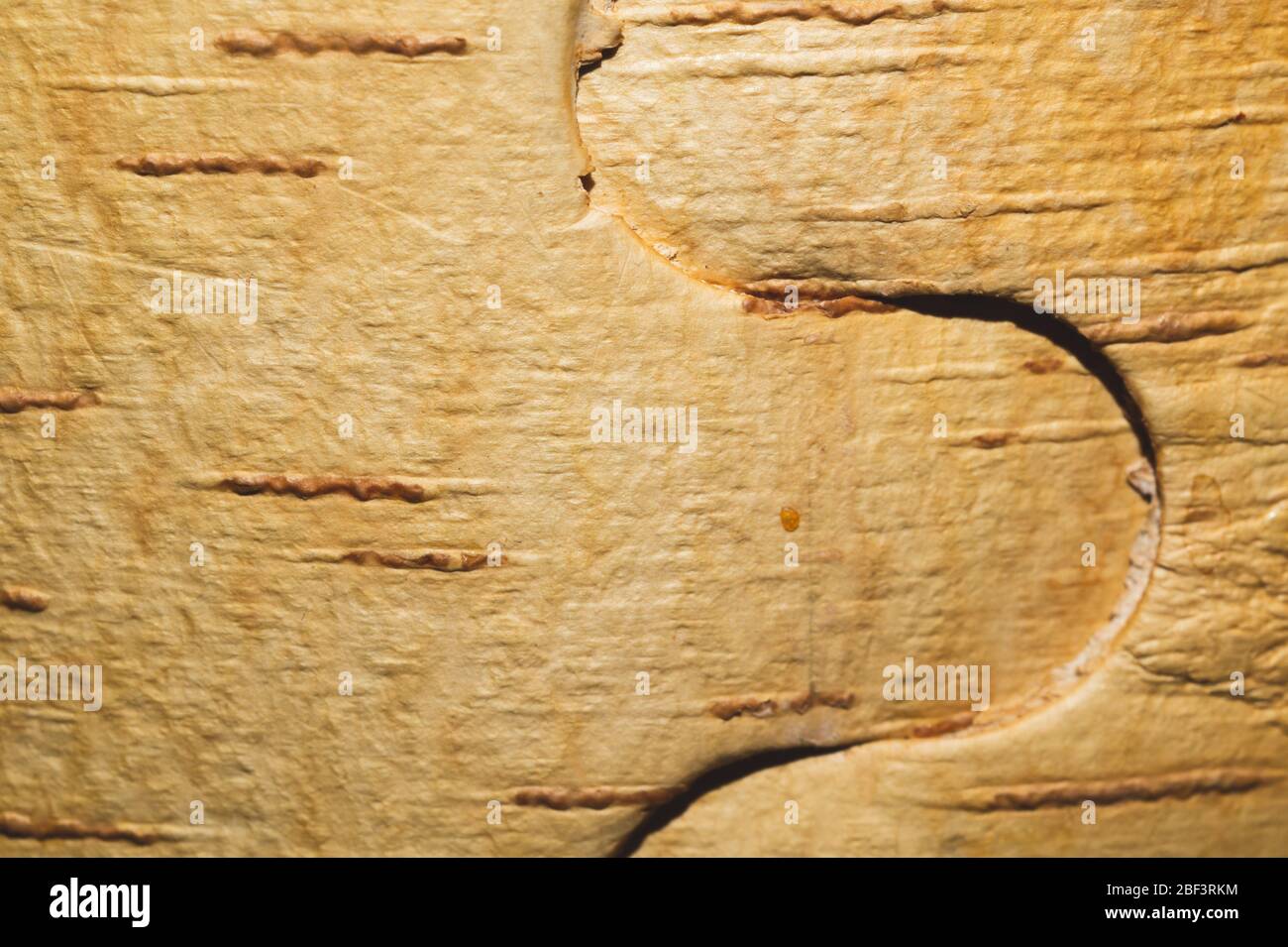 Birch bark macro texture. wooden background Stock Photo