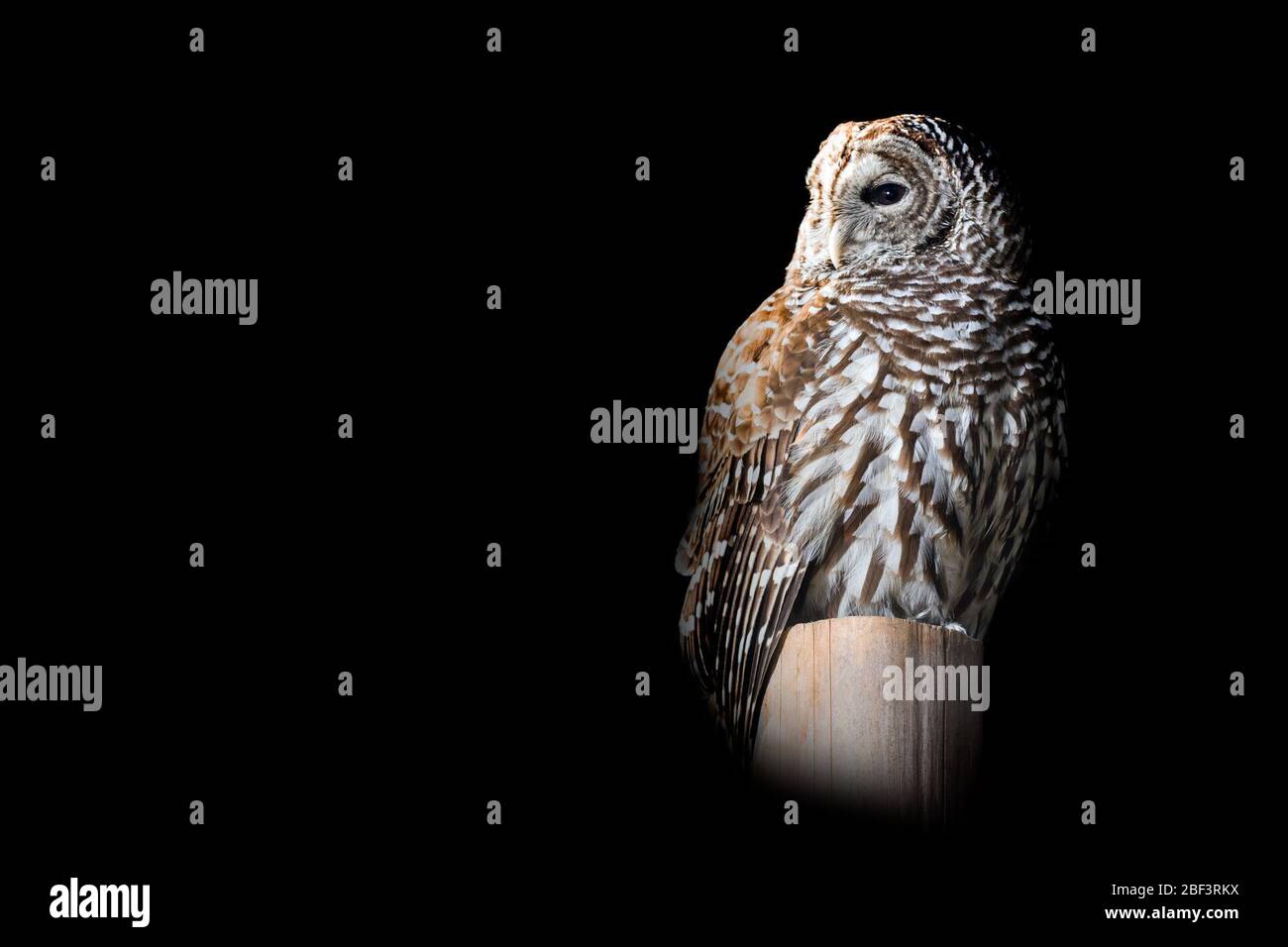 Barred Owl. Species: varia,Genus: Strix,Family: Strigidae,Order: Strigiformes,Class: Aves,Phylum: Chordata,Kingdom: Animalia,Barred Owl,Owl,Bird Stock Photo
