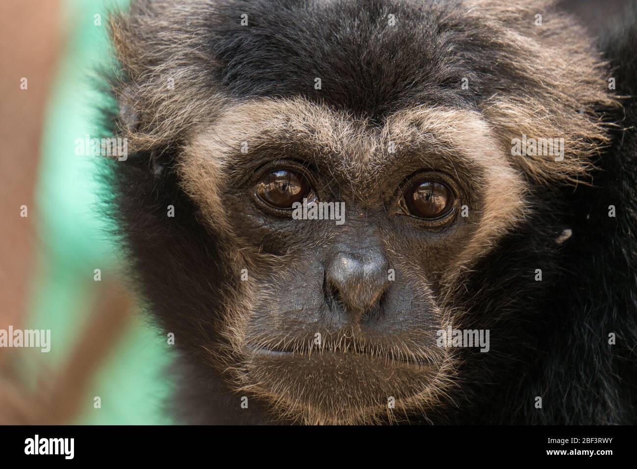 Pileated Gibbon at Phnom Tamao Zoological Park and Wildlife Rescue Center, Cambodia Stock Photo