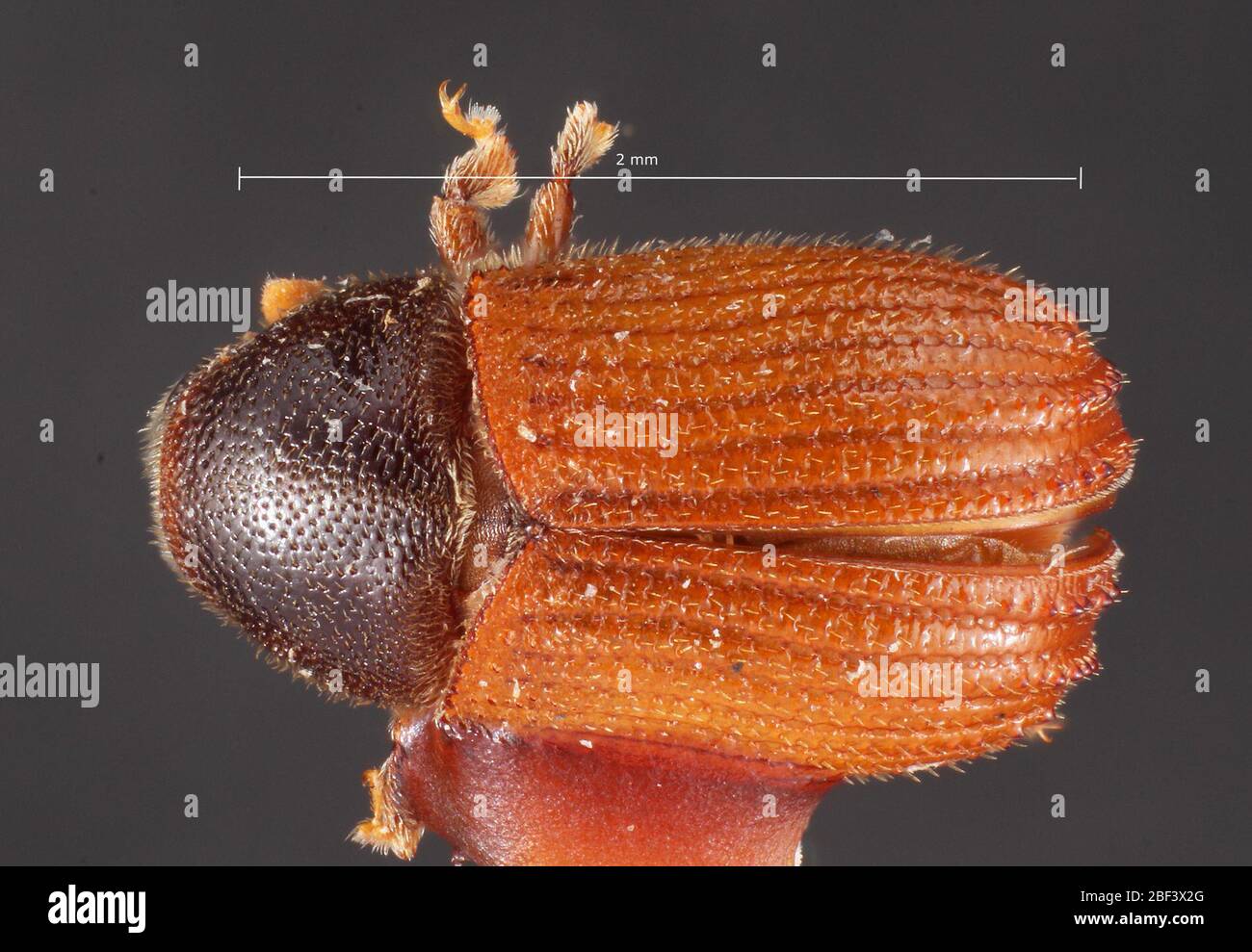 Hopk 18694 hi-res stock photography and images - Alamy