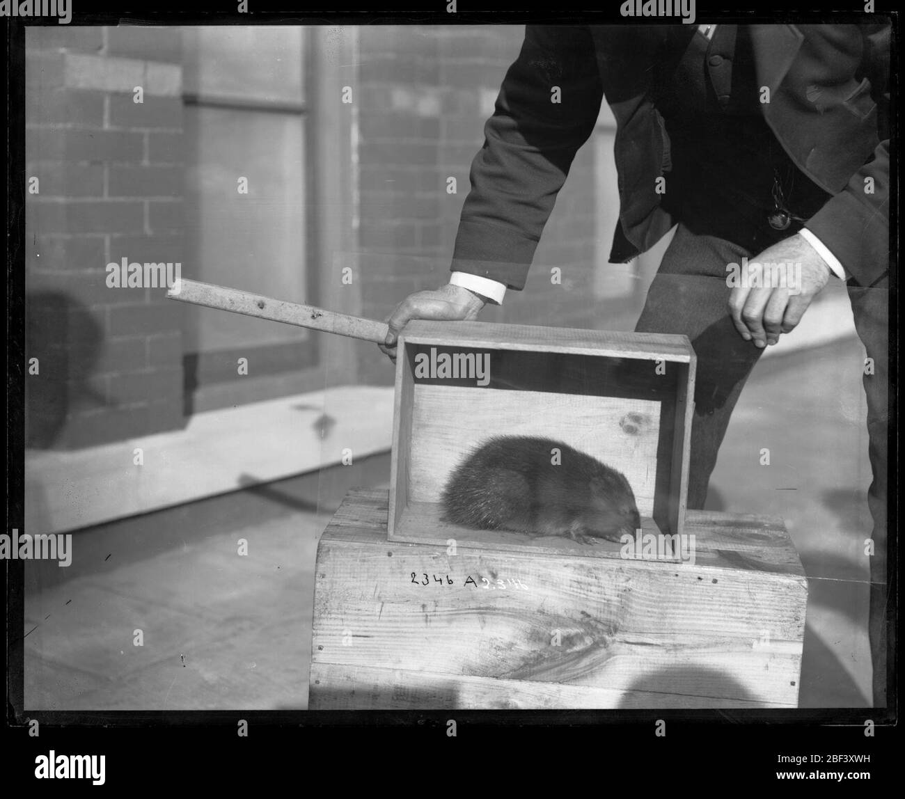 Coypu in Crate. Unidentified man with coypu in crate outside the United States National Museum, now known as the Arts and Industries Building.Smithsonian Institution Archives, Acc. 11-007, Box 008, Image No. Stock Photo